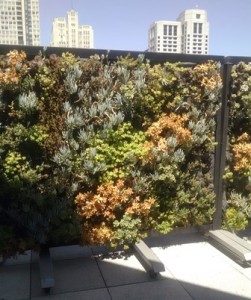8-metreon-succulent-vert-garden