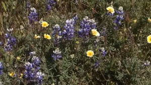 CA Wildflower Super Bloom