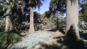 lotusland blue garden (2)