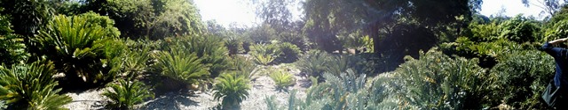 Cycad collection overview