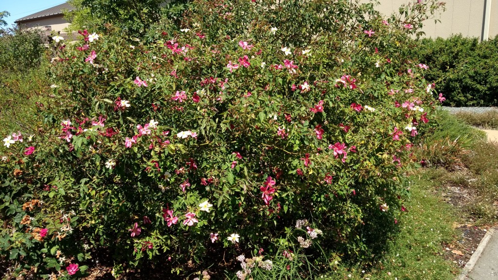 Rosa x odorata Mutabilis