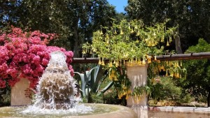 descano gardens 20170617 (30)